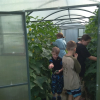 Сегодня, в очередной раз воспитанники нашего центра совместно с воспитателями посетили растениеводческую площадку - Общественная организация развития семьи "Будущее в детях", Екатеринбург 