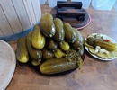 Сбор и обработка выращенного урожая. Квасим огурцы в дубовой кадке. 