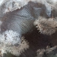 так субстратный блок начинает зарастать мицелием