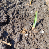 Взошёл посаженный осенью чеснок (апрель 2026)