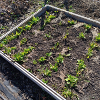 Появились первые листочки щавеля (апрель 2026)